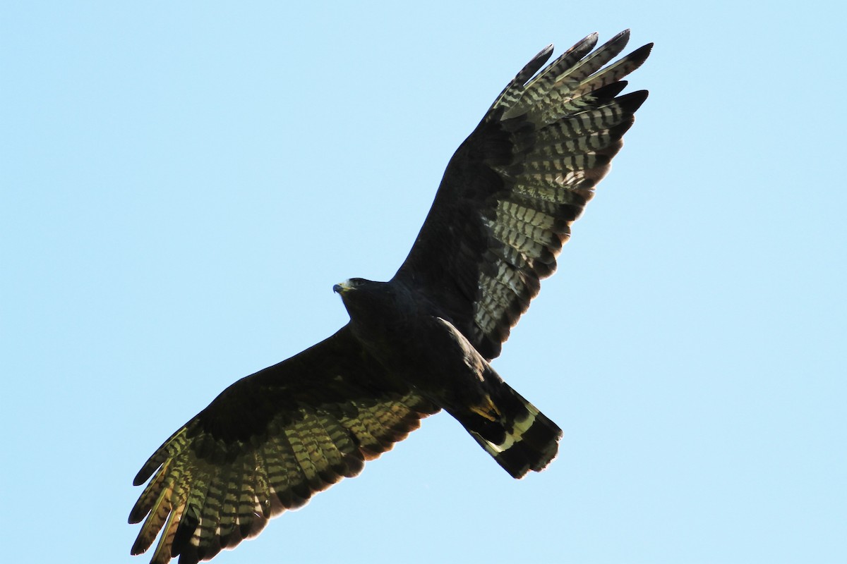 Zone-tailed Hawk - ML69847561