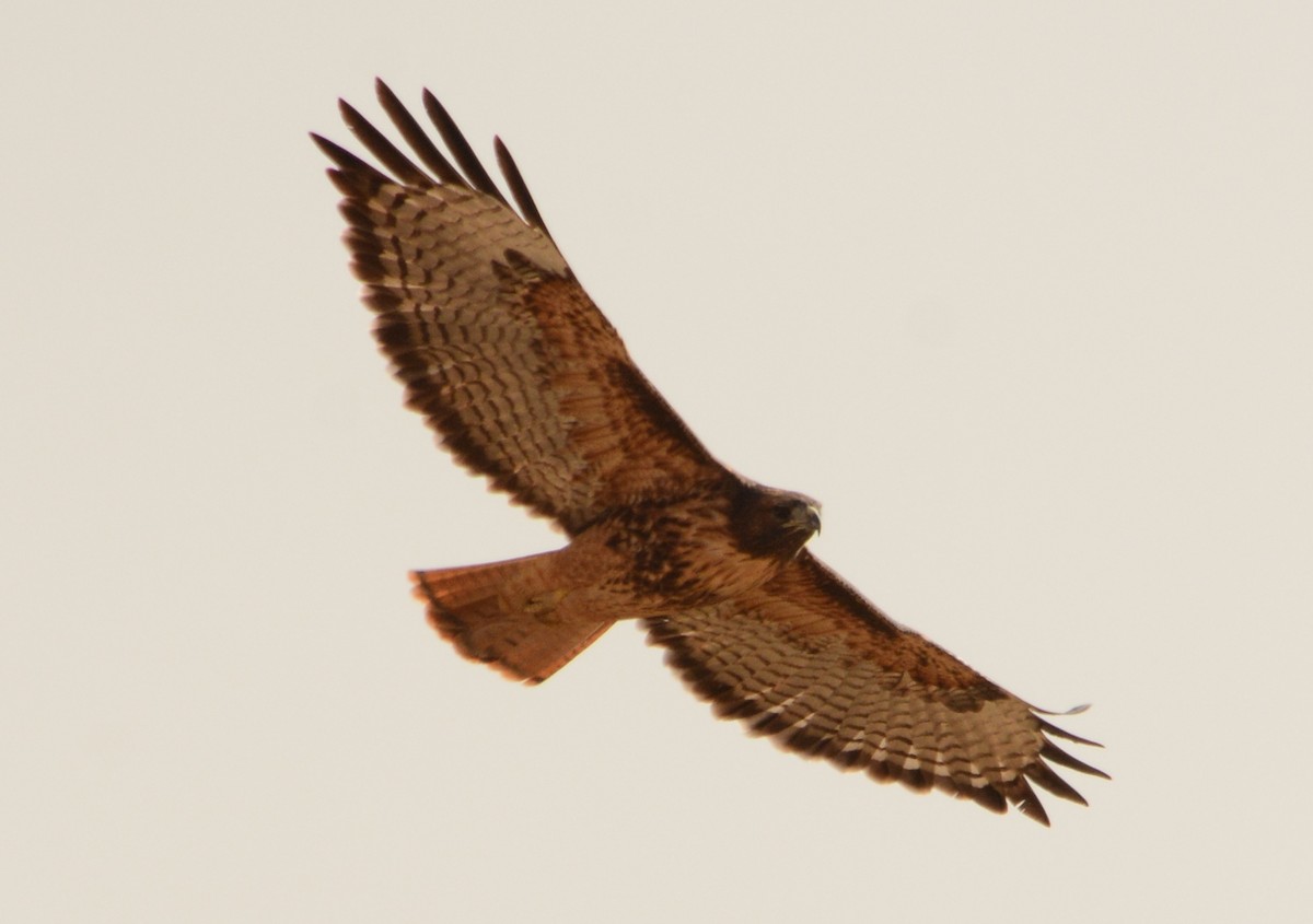 Red-tailed Hawk - ML69848851