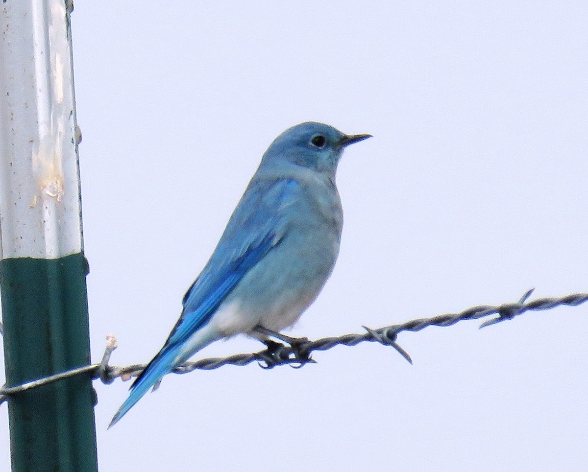 Mountain Bluebird - ML69849011