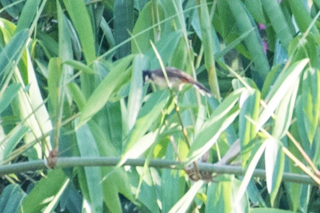 Red-whiskered Bulbul