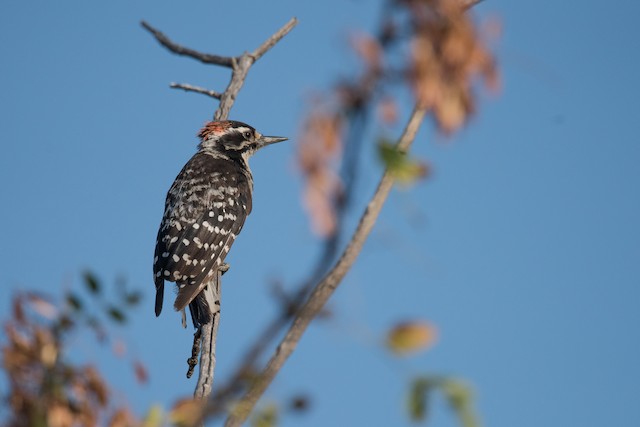 Nuttall's Woodpecker