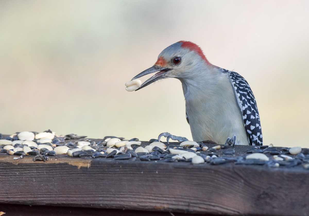 Red-bellied Woodpecker - ML69854491