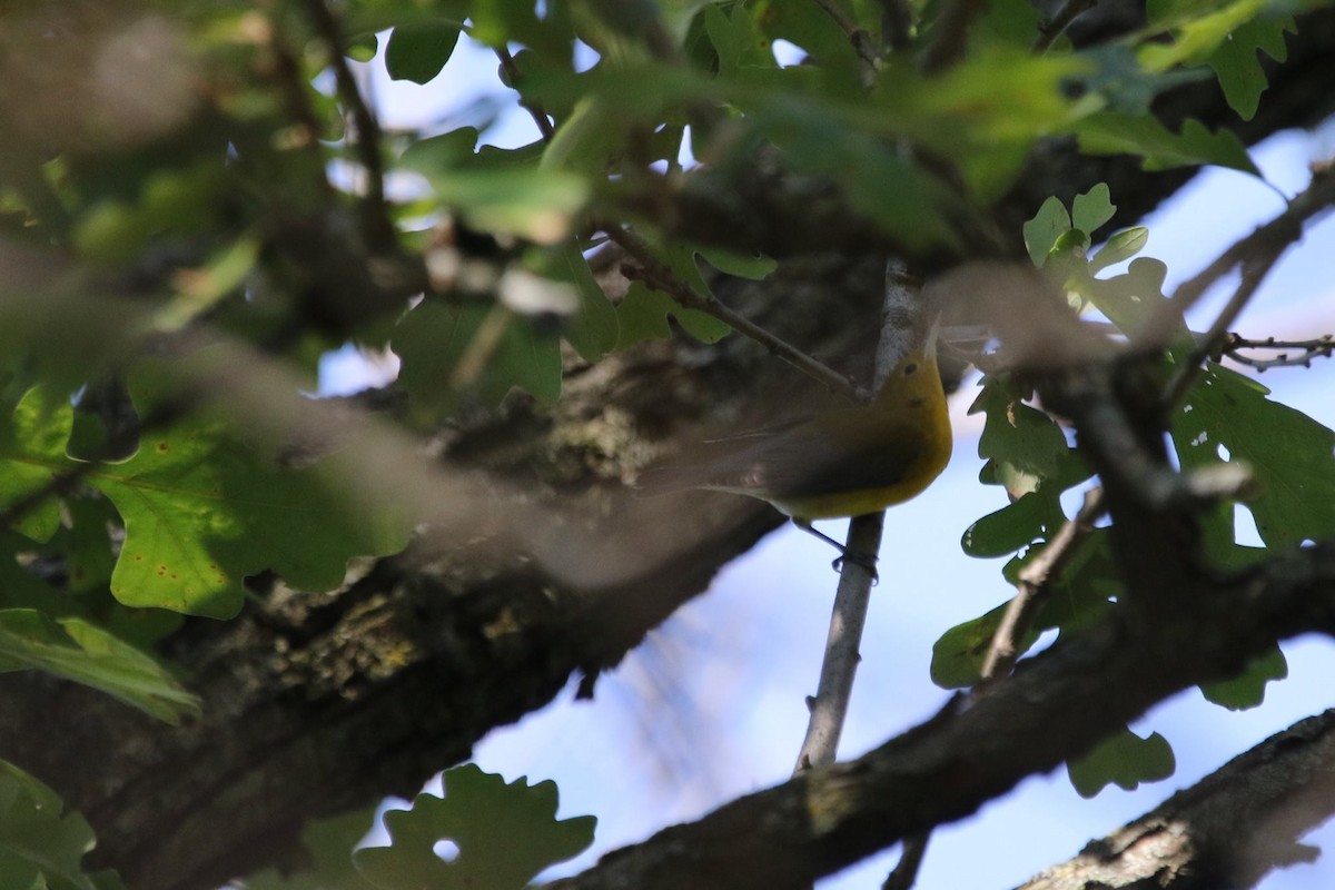 Prothonotary Warbler - Sheila Craig