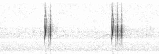 Тиранчик-довгохвіст білогорлий - ML69857