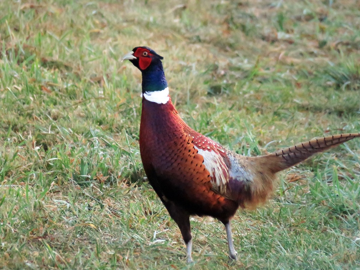 Ring-necked Pheasant - Chas Argent