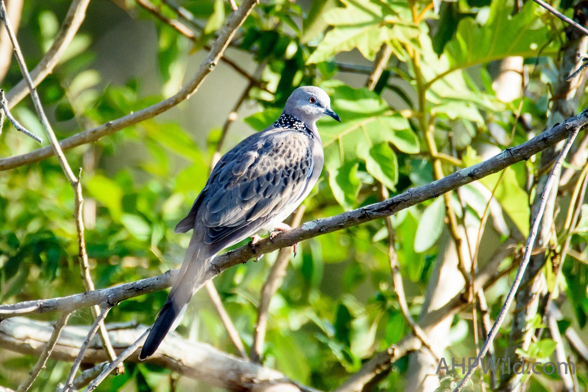 Spotted Dove - ML69858221