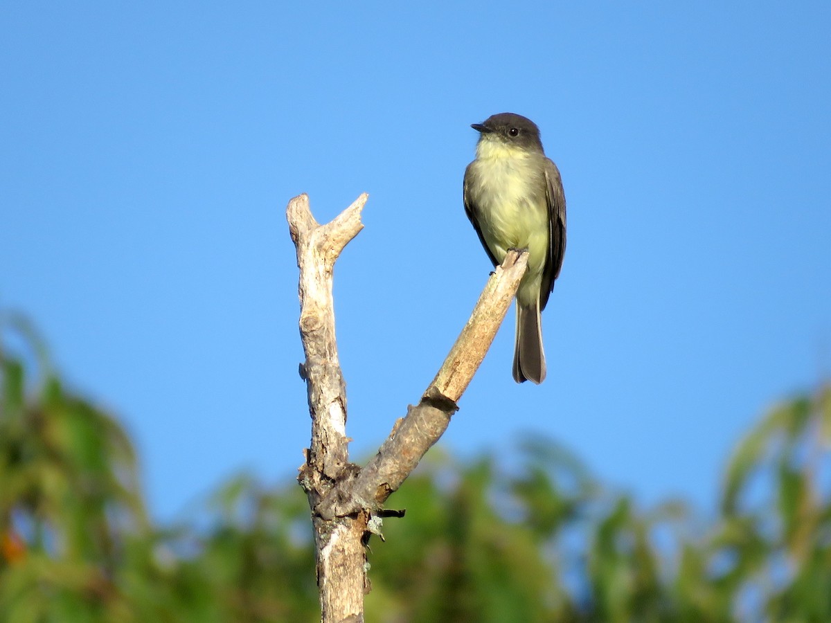 Eastern Phoebe - Chas Argent