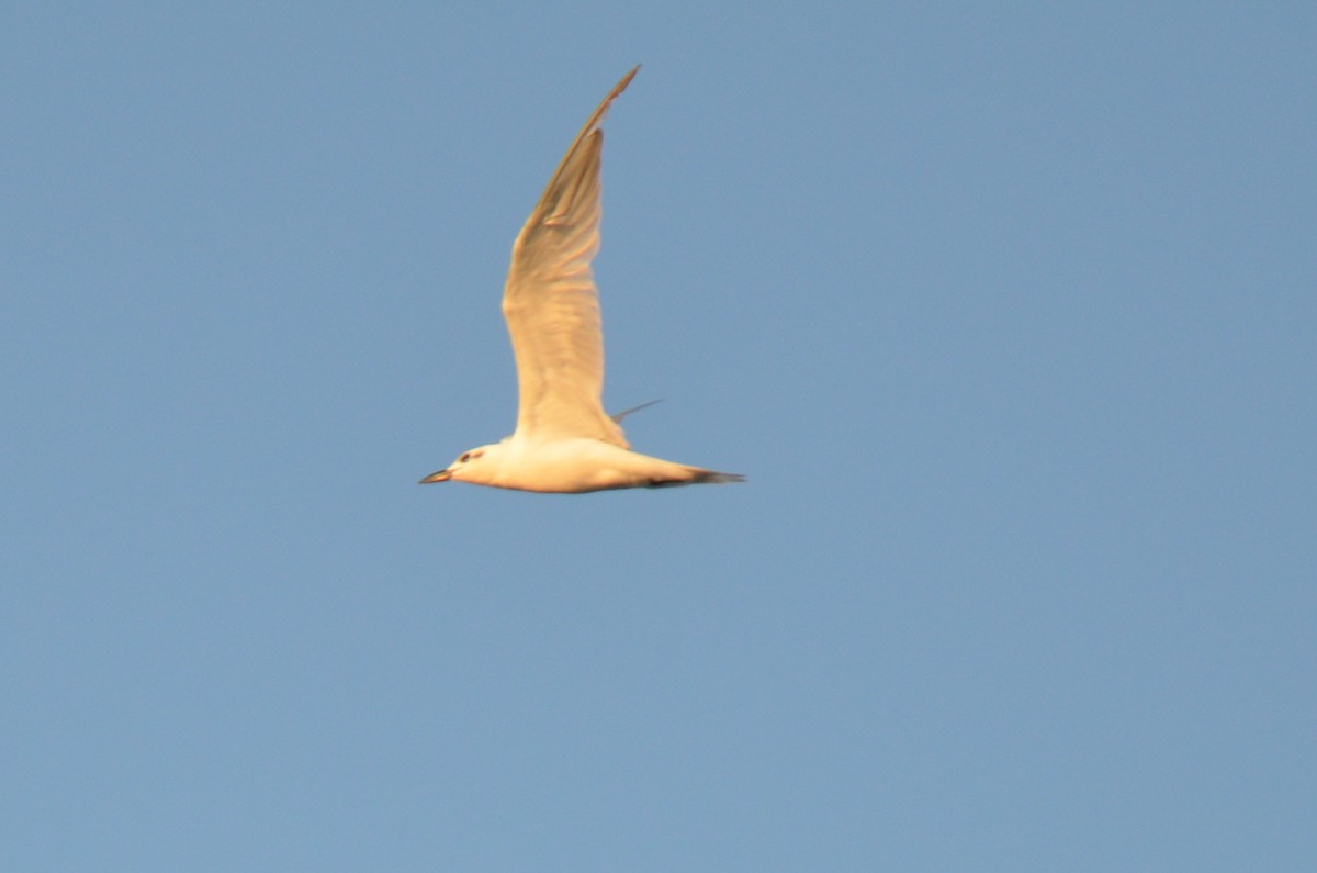Gull-billed Tern - Jody Shugart