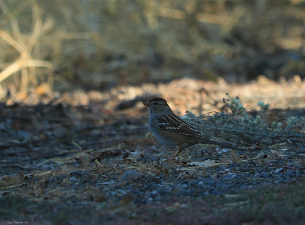 White-crowned Sparrow - ML69860371