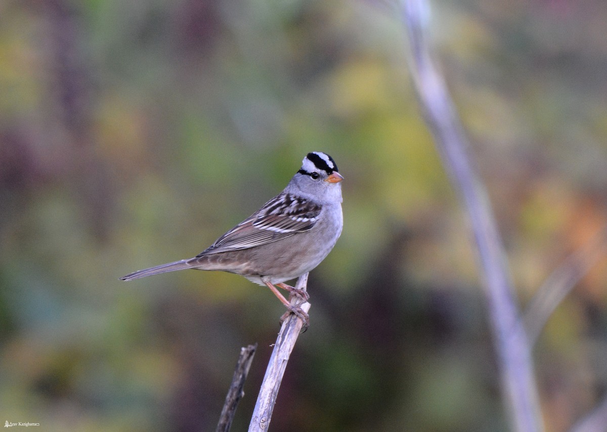 White-crowned Sparrow - Arav and Aranya Karighattam