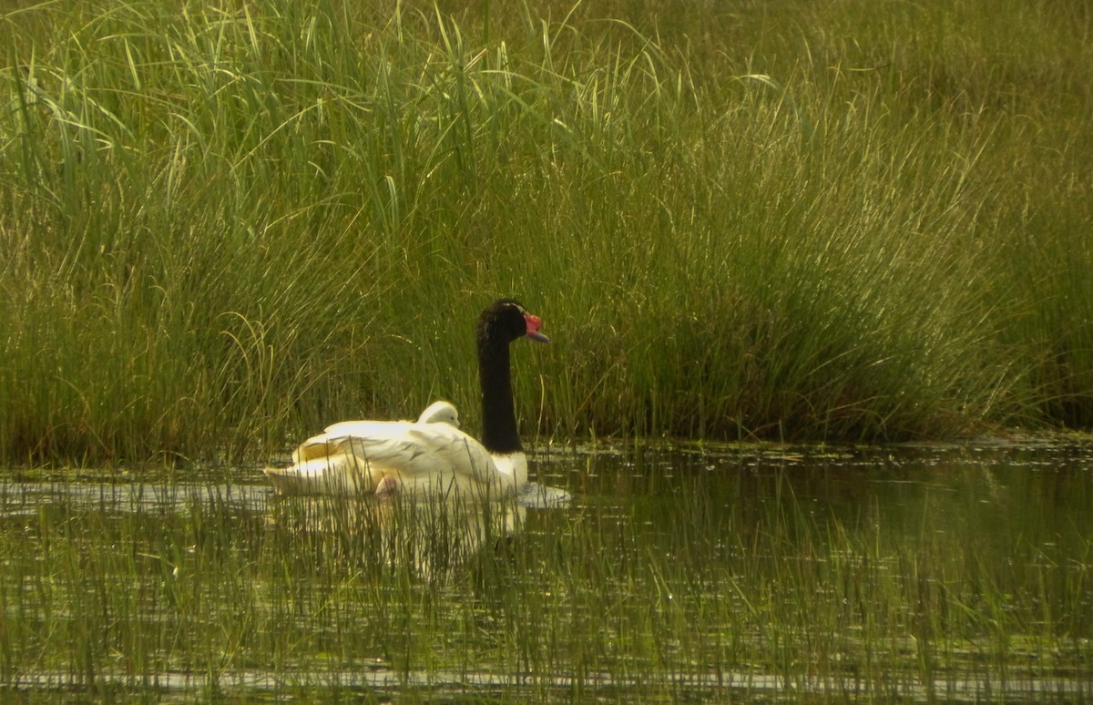 Black-necked Swan - ML69862791