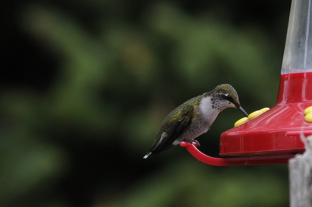 Ruby-throated Hummingbird - ML69862921