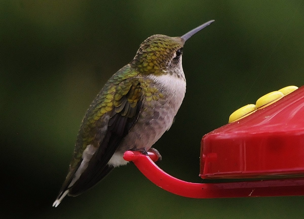 Ruby-throated Hummingbird - ML69862991
