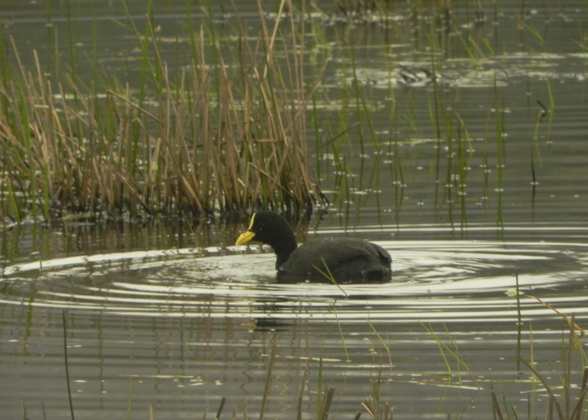 Red-gartered Coot - ML69863231