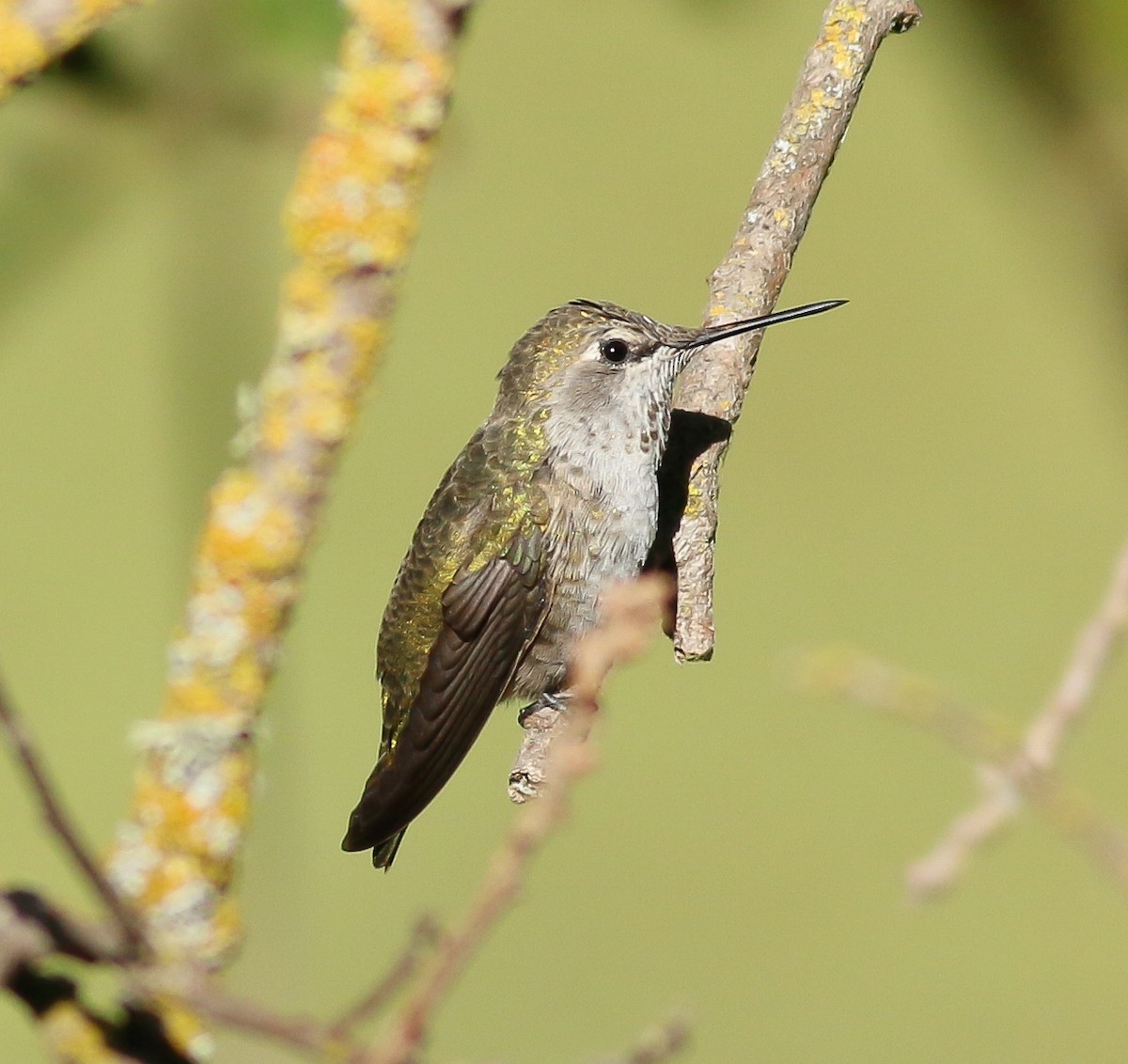 Anna's Hummingbird - ML69864401