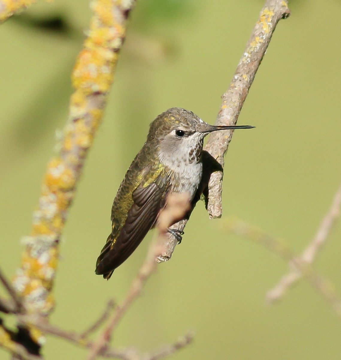 Anna's Hummingbird - ML69864421