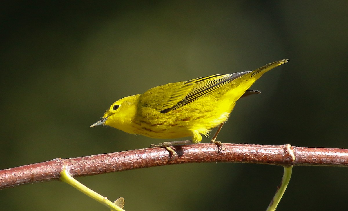 Yellow Warbler - Kirk Swenson
