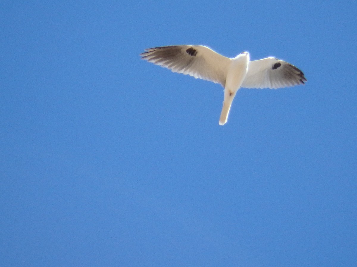 White-tailed Kite - Terry Pollock