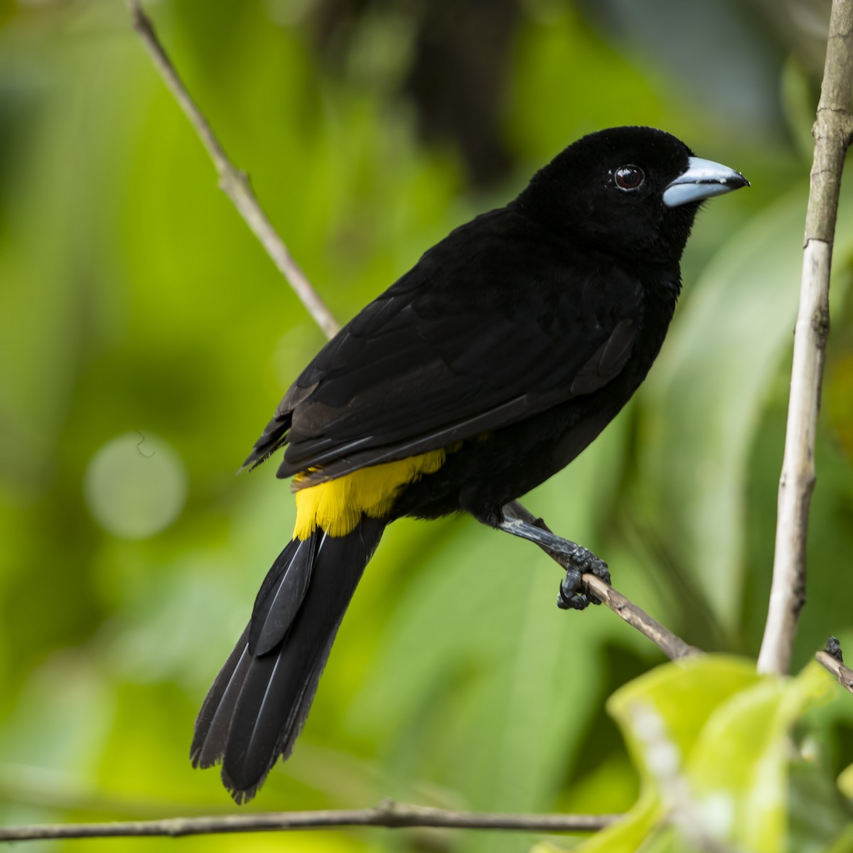 Flame-rumped Tanager (Lemon-rumped) - ML69869601