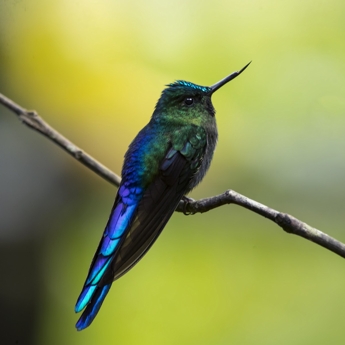 Violet-tailed Sylph - ML69870101