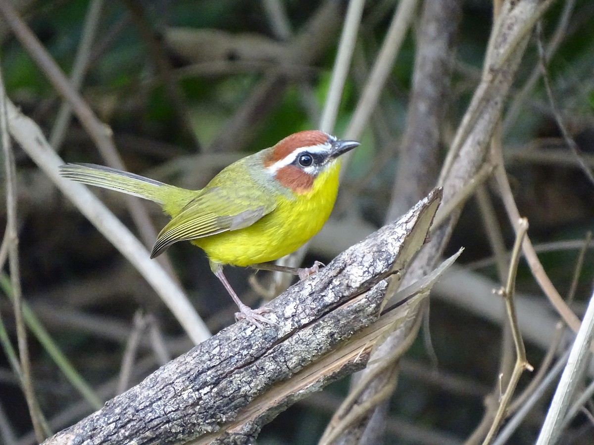 Chestnut-capped Warbler - Alfonso Auerbach