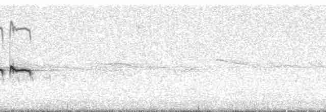 sørglattyrannulett (pusillum gr.) - ML69871