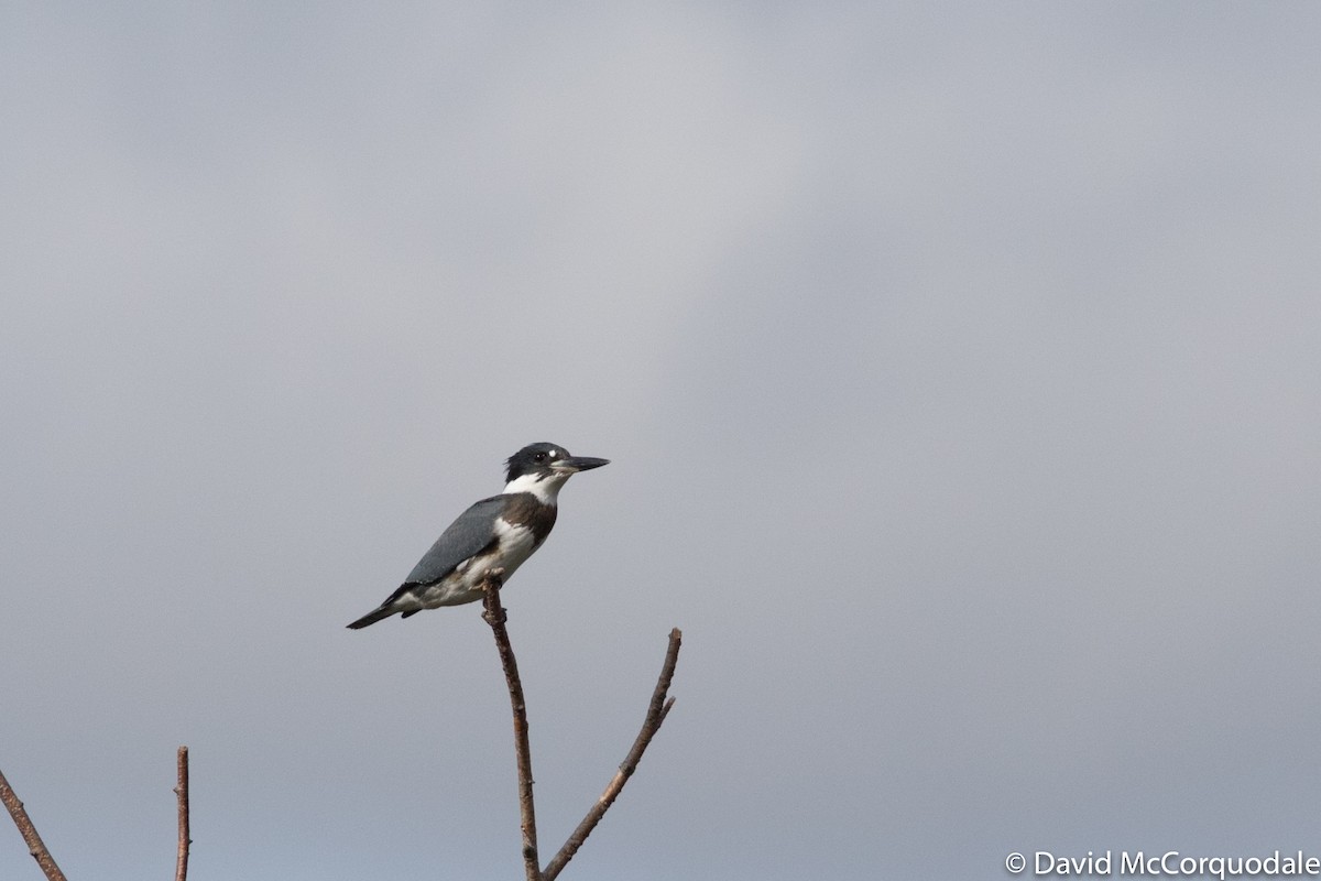 Belted Kingfisher - ML69871421