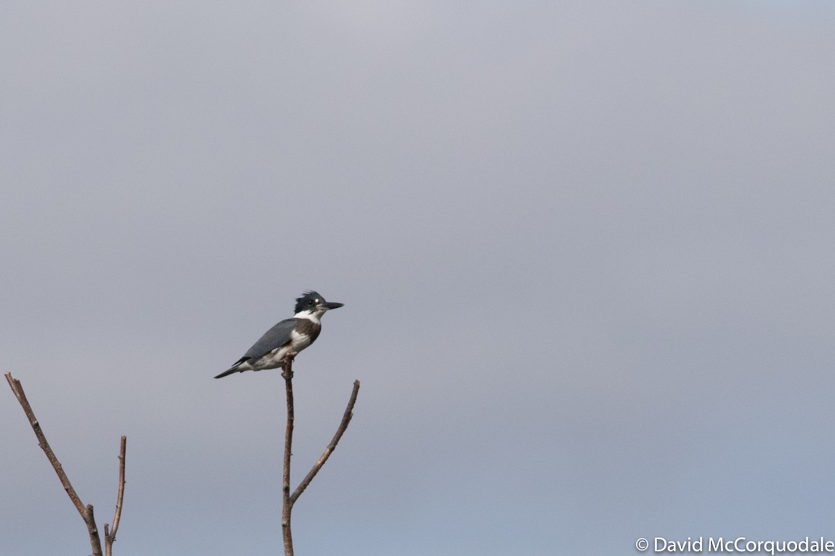 Belted Kingfisher - ML69871431