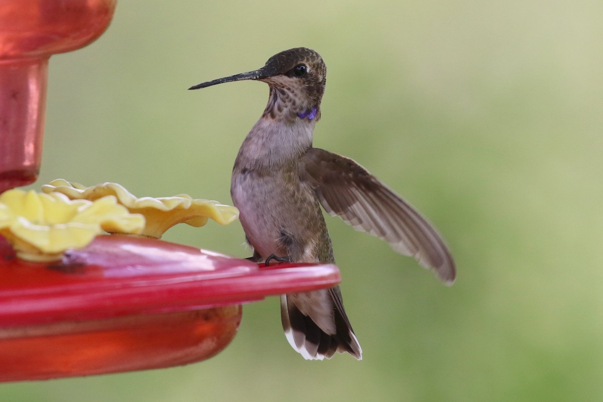 Black-chinned Hummingbird - Dan Jones