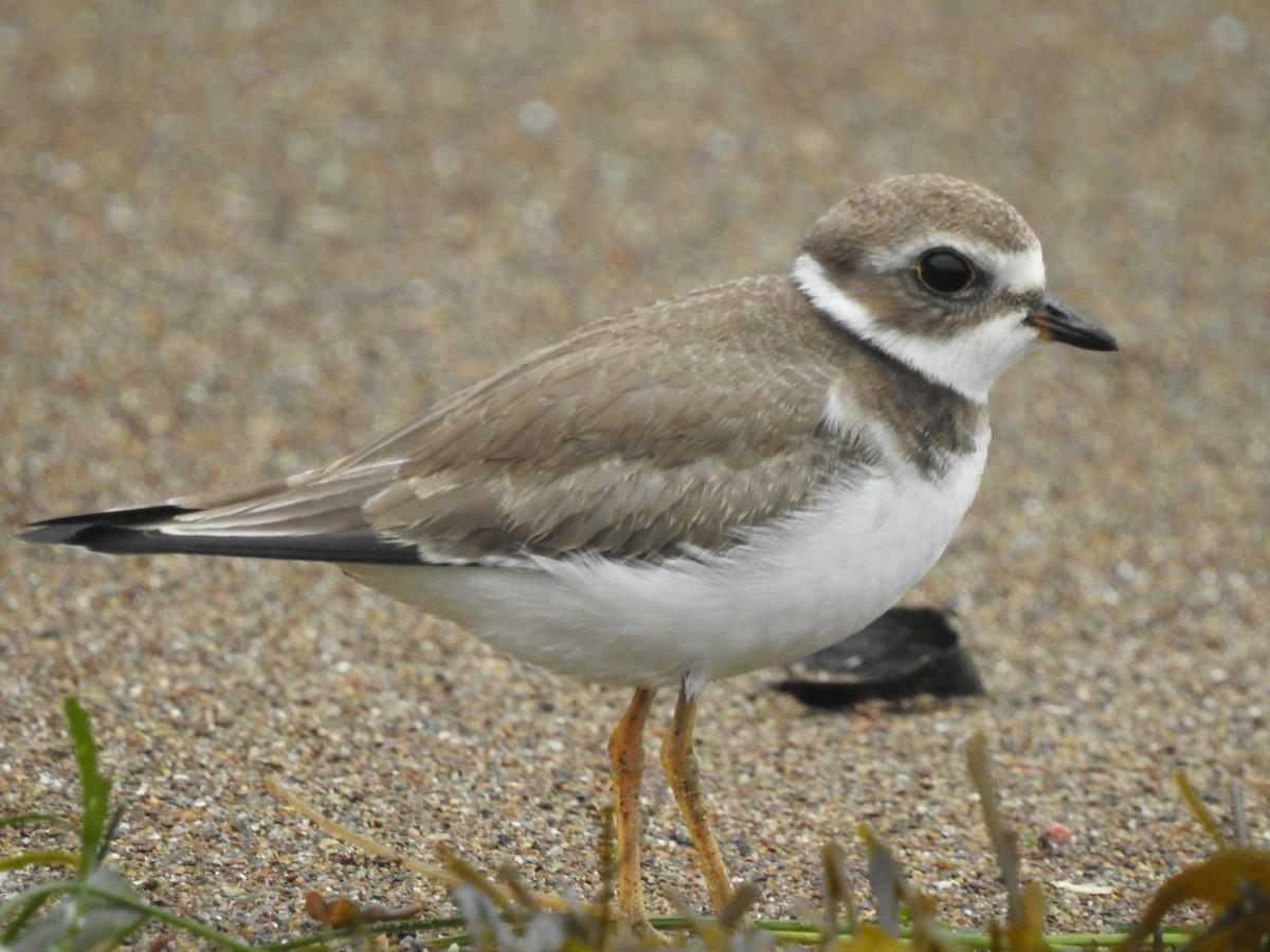 Semipalmated Plover - Marjorie Morales
