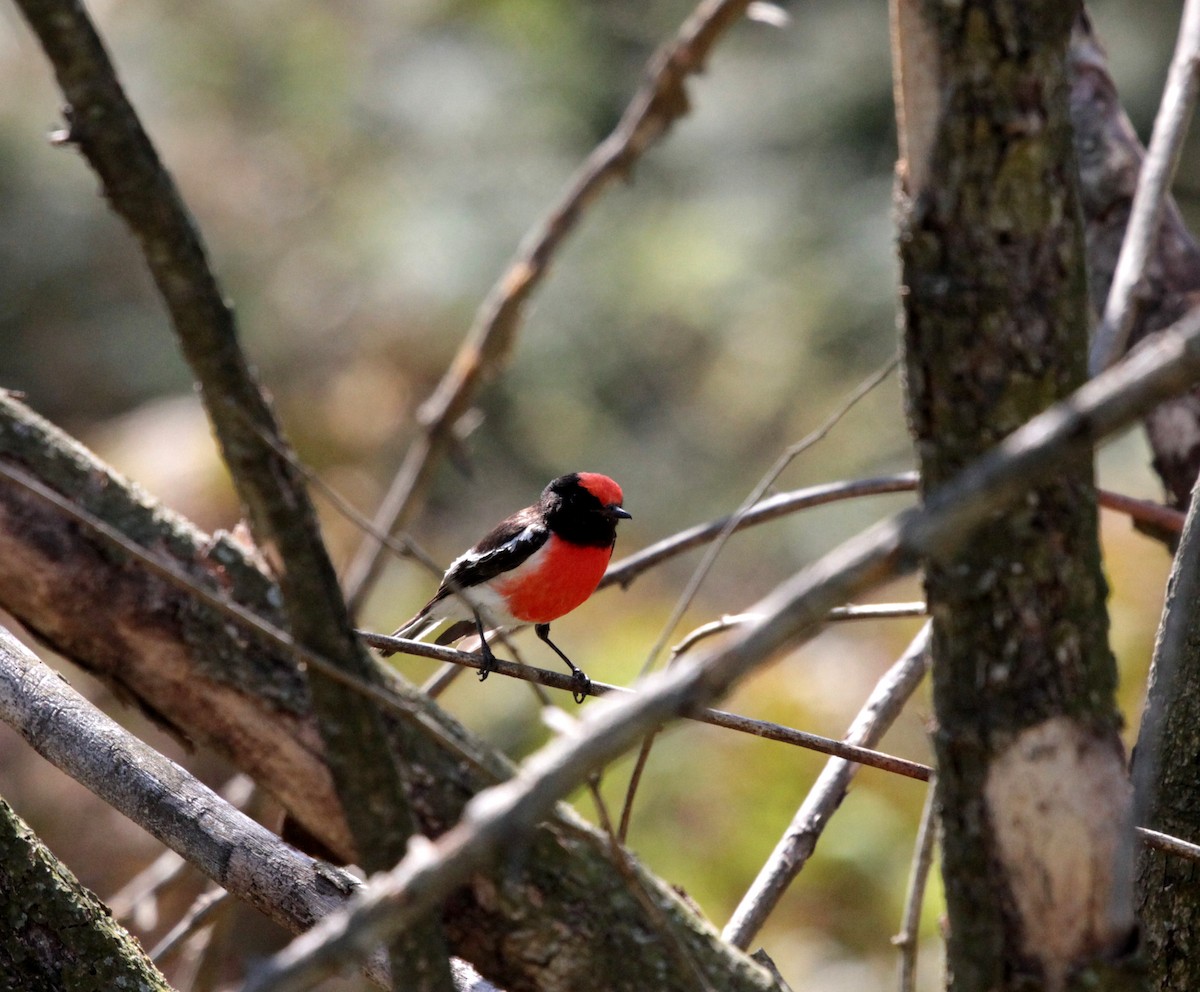 Red-capped Robin - Corey Callaghan