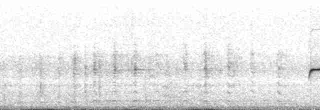 Güneyli Bıyıksız Tiranulet [pusillum grubu] - ML69880
