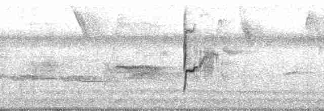 Тиранчик-тонкодзьоб південний [група pusillum] - ML69882