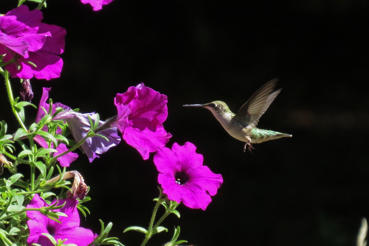 Ruby-throated Hummingbird - Donna  Ellis