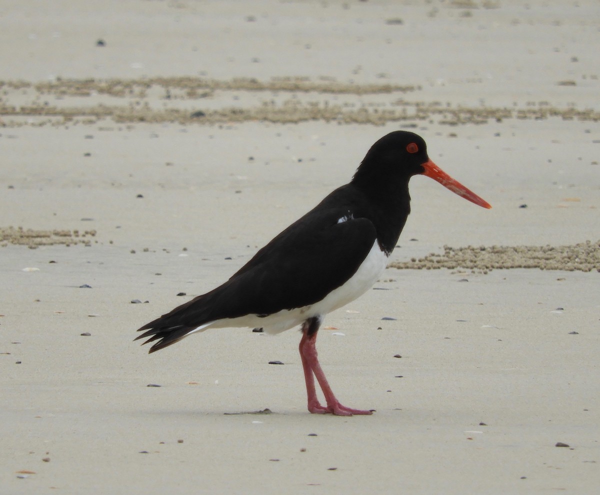 Pied Oystercatcher - Anonymous