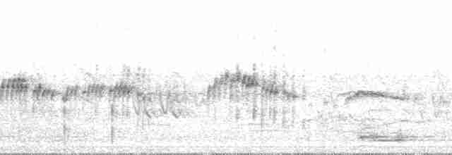 Тиранчик-тонкодзьоб південний [група obsoletum] - ML69884