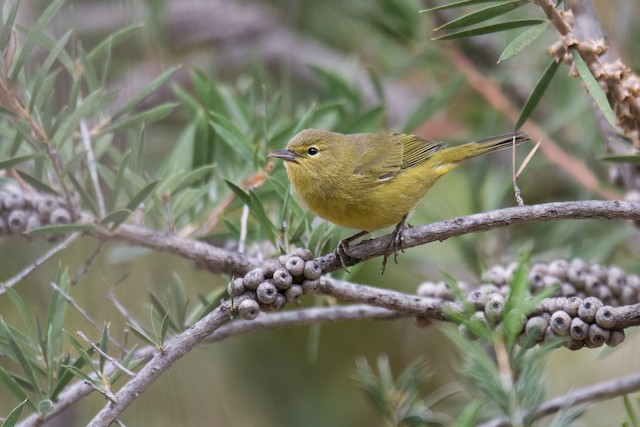 Orange-crowned Warbler