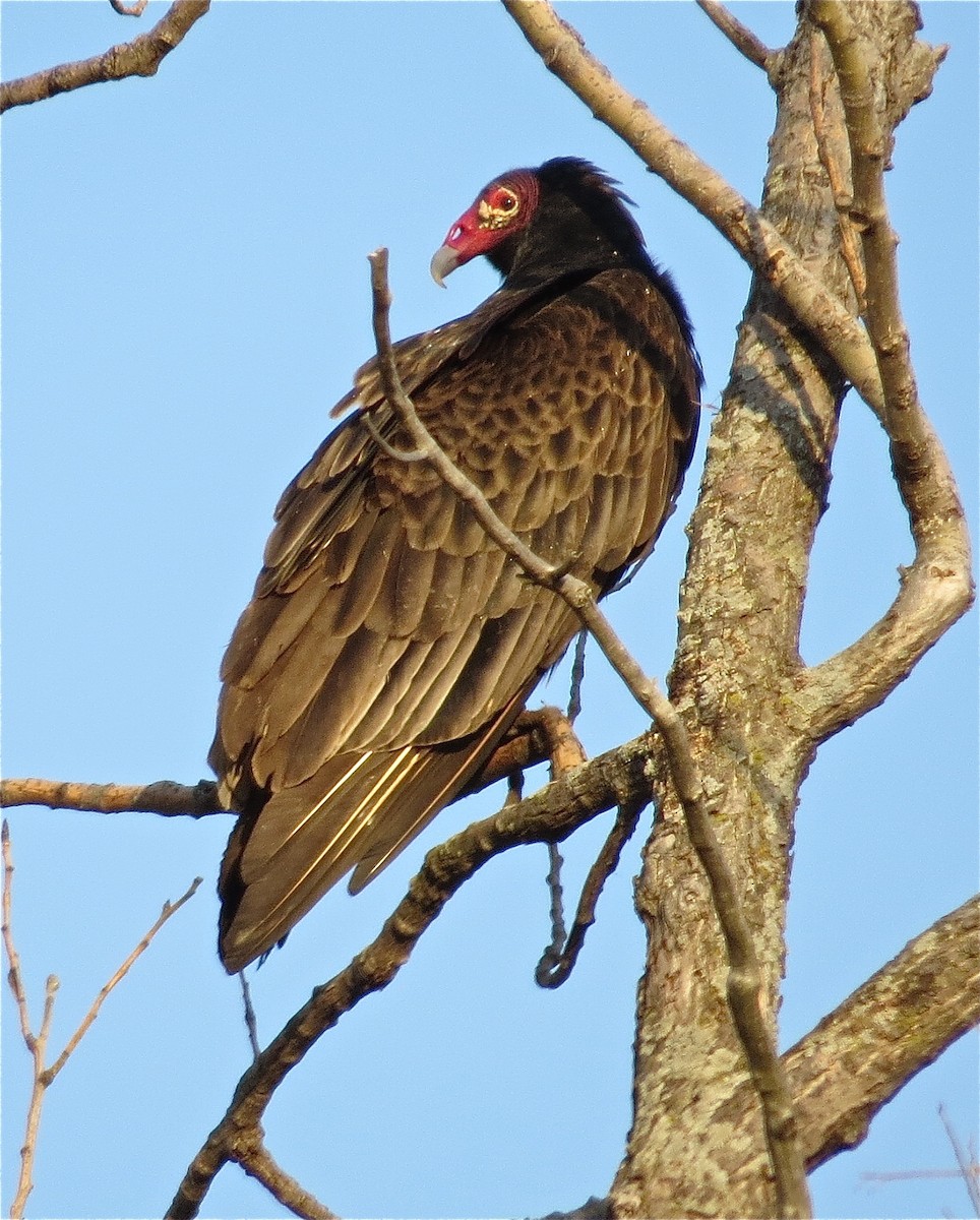 Turkey Vulture - Benjamin Murphy