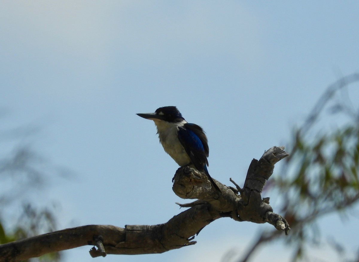 Forest Kingfisher - Anonymous