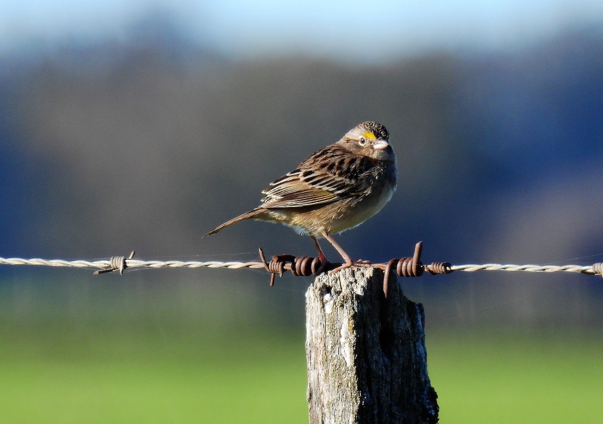 Grassland Sparrow - ML69887961