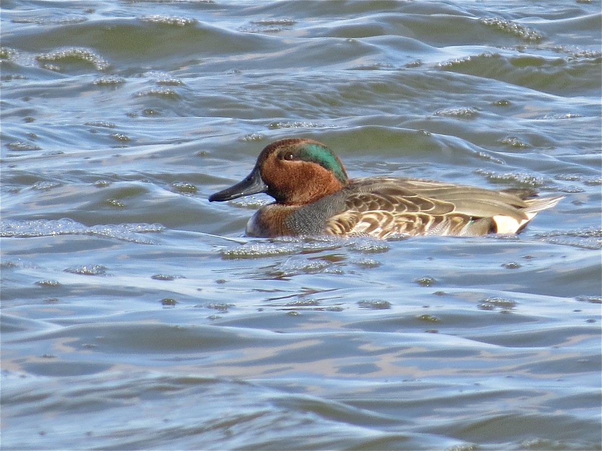 Green-winged Teal - ML69889961