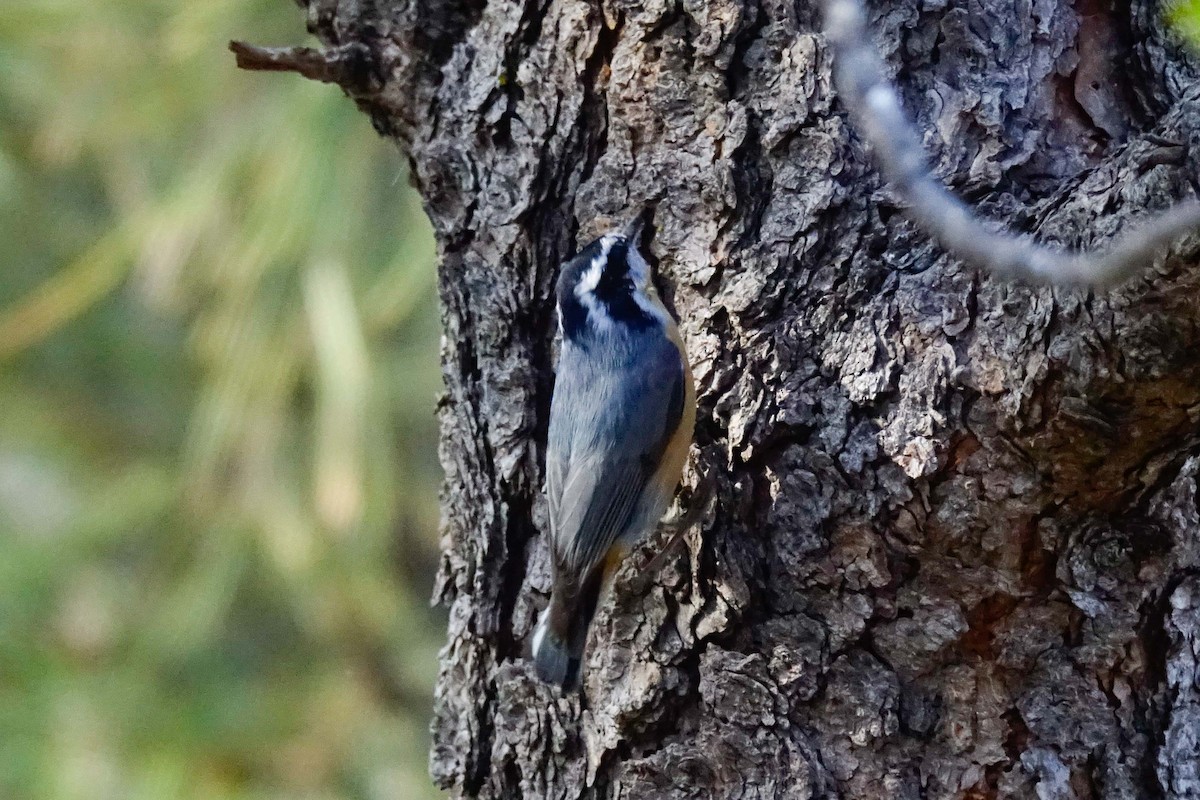 Red-breasted Nuthatch - ML69892571