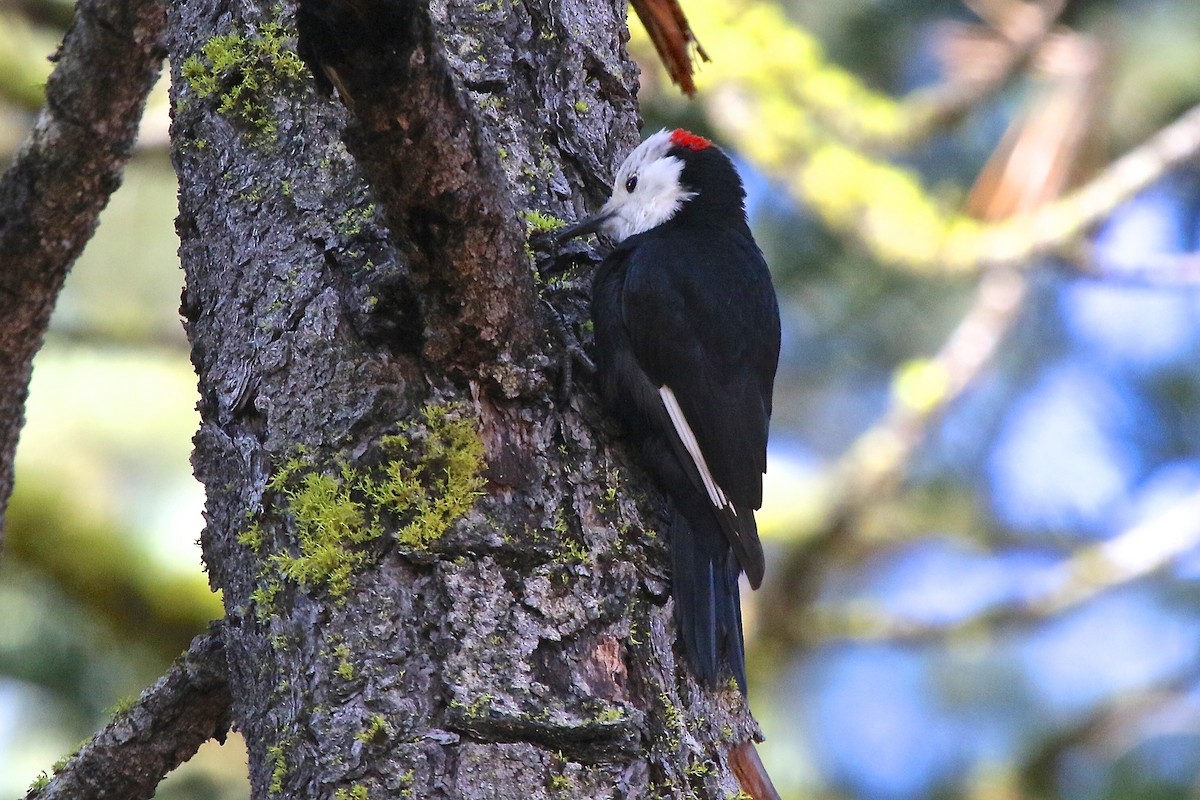 White-headed Woodpecker - Arman Moreno