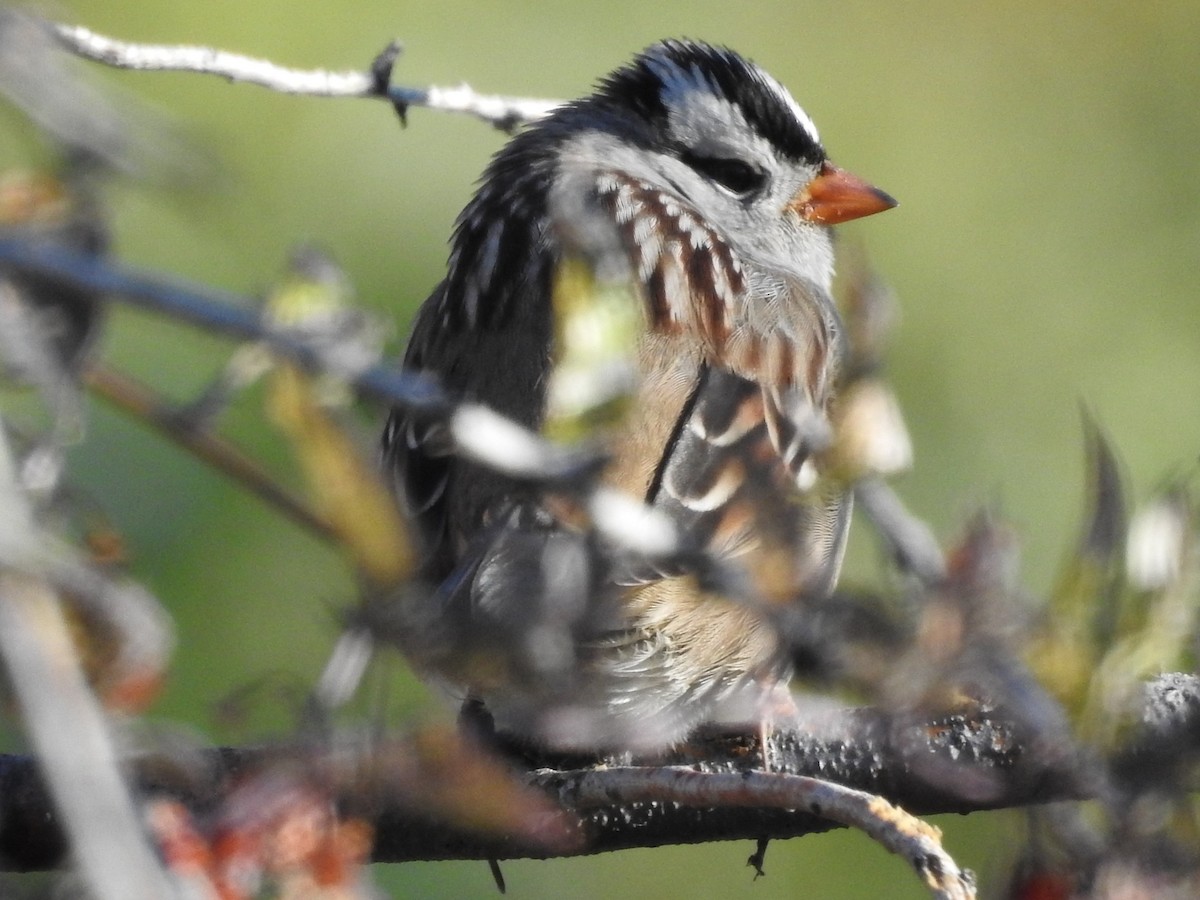 White-crowned Sparrow - ML69893831