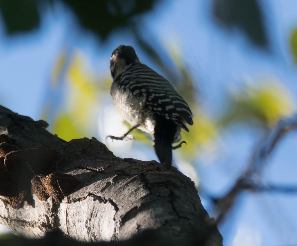 Ladder-backed Woodpecker - Jordan Broadhead
