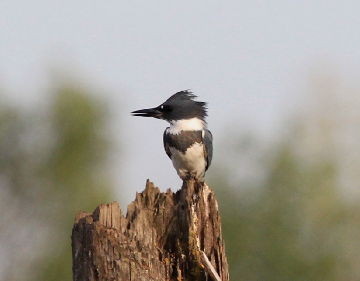 Belted Kingfisher - ML69894291
