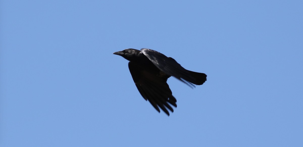 American Crow - ML69894511
