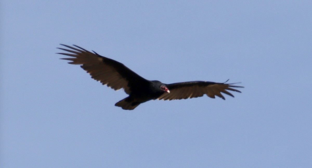 Turkey Vulture - ML69894811