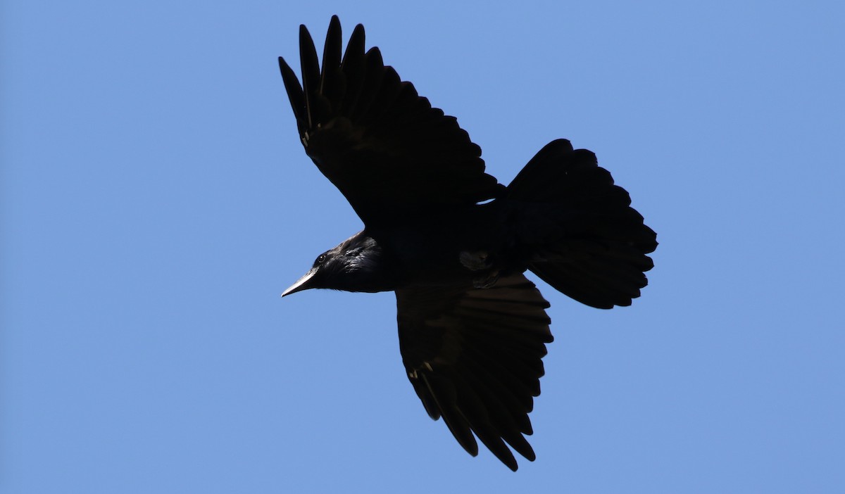 Common Raven - ML69895311