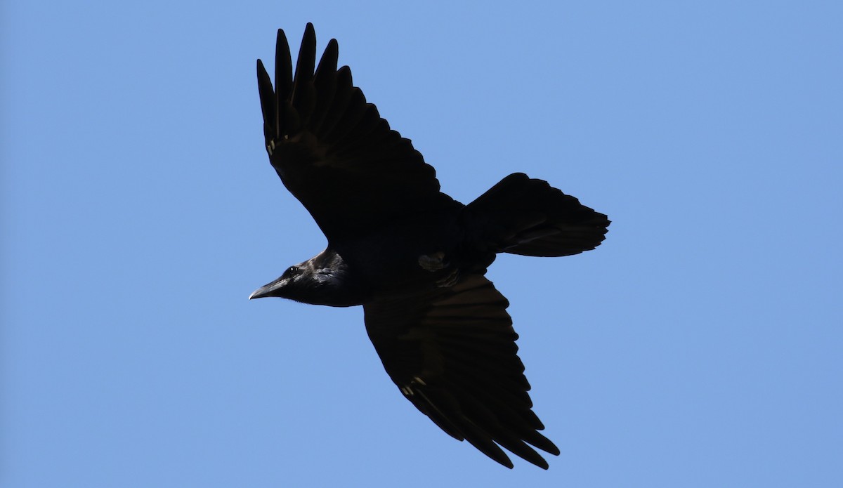 Common Raven - ML69895391